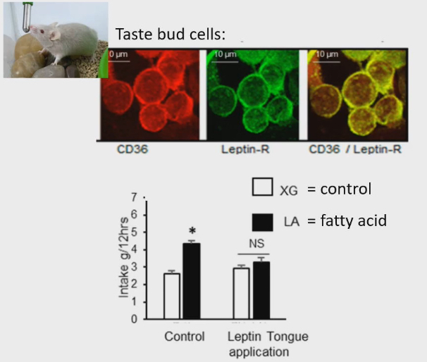 <ul><li><p>Measured how much food rats ate over 12 hrs.</p></li><li><p>Control mice</p><ul><li><p>Ate food that had fat added to it</p></li></ul></li><li><p>Mice they added leptin to tongue to bind to leptin receptors</p><ul><li><p>Lost preference for fat consumption Because they are already a fat animal, so CD36 expression was decreased</p></li></ul></li></ul><p></p>