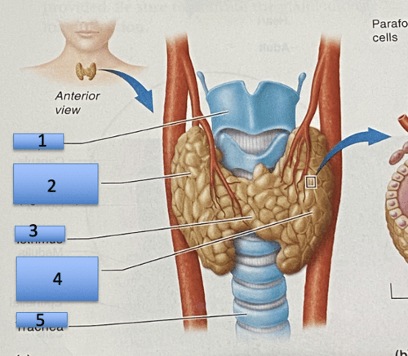 <p>1. Larynx</p><p>2. Thyroid gland (right lobe)</p><p>3. Ishmus</p><p>4. Thyroid gland (left lobe)</p><p>5. Trachea</p>