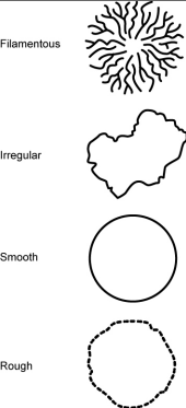 <p>smooth</p><p class="has-focus">filamentous</p><p class="has-focus">rough</p><p class="has-focus">irregular</p>