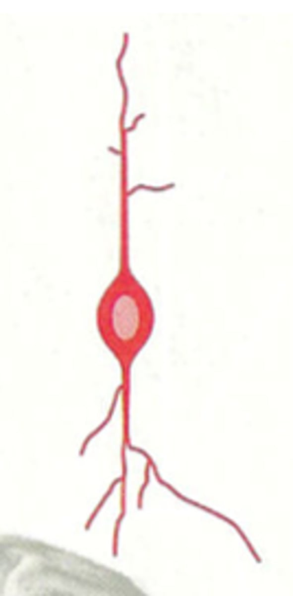 <p>- found only in a few species, mostly humans, in very particular parts of the brain (also found in primates, whales, dolphins, elephants)</p><p>- kind of bipolar neurons, longer than average</p><p>- allow for long distance communication between long distance neurons in the brain</p><p>- responsible for empathy and socialization: judgement, morality, higher order cognition</p><p>- drastically affected by frontotemporal dementia -&gt; lose empathy and other personality traits</p>