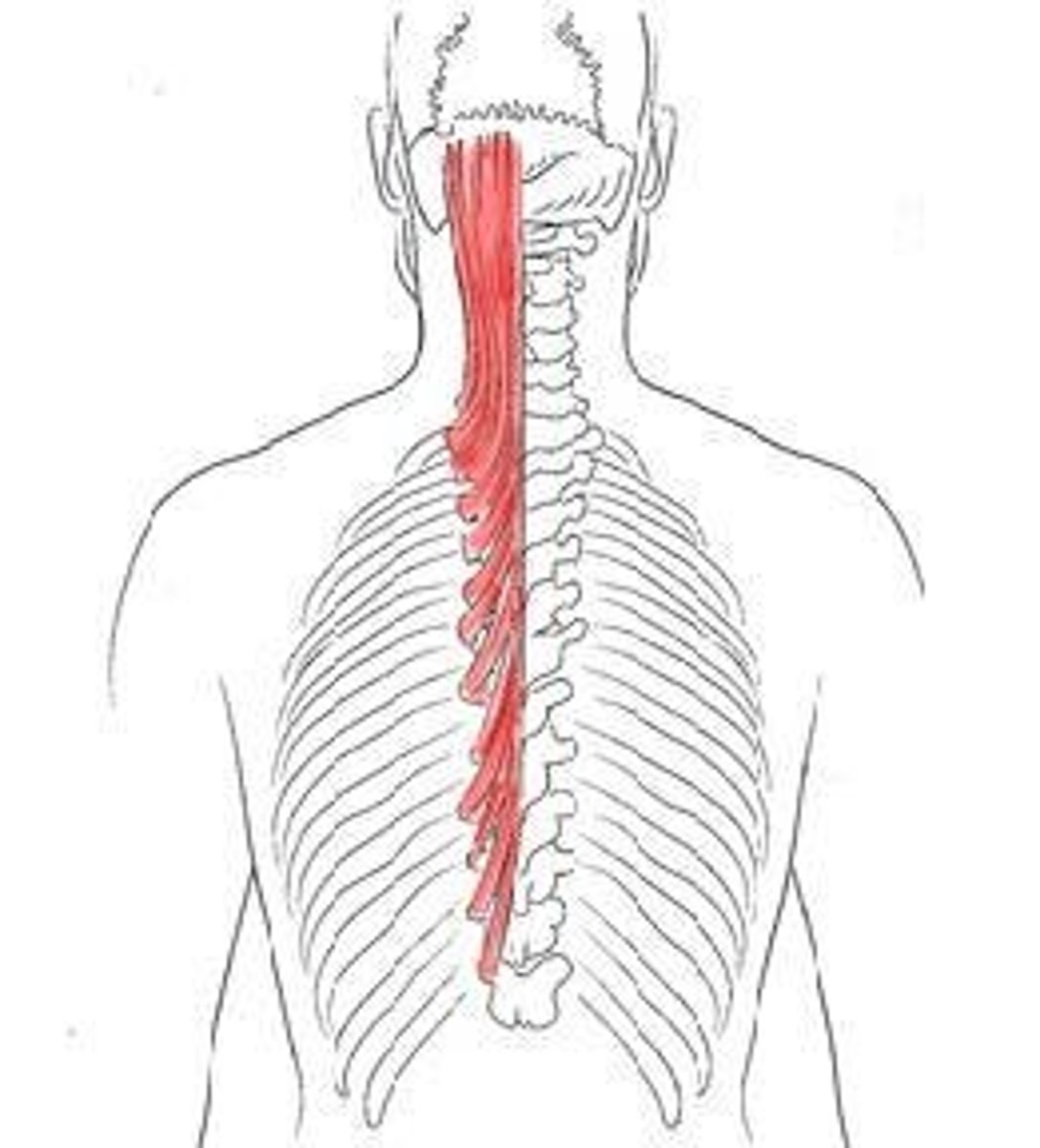 <p>Function:</p><p>-Bilateral action: Extends cervical vertebral column and head</p><p>-Unilateral action: Laterally flexes vertebral column and head</p>