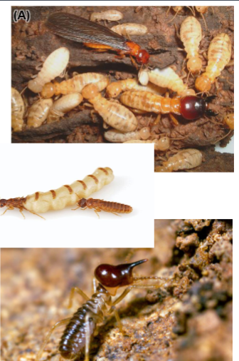 <p>Name the clade</p>