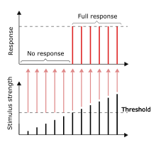 <p>“All-or-none” Law</p>