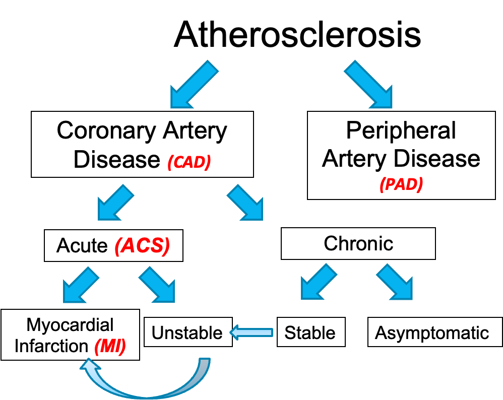 <ul><li><p>Coronary artery disease (CAD) - atherosclerosis in coronary arteries</p><ul><li><p>Acute (ACS)</p><ul><li><p>Myocardial infarction (MI) - blood flow is completely blocked (tissue with undergo necrosis and die) servere</p><ul><li><p>Chest pain, SOB, sweating (SNS), decreased BP, nausea/vomiting (ANS), pale, LOC, pain in back/stomach, left arm pain, jaw pain&nbsp;</p></li></ul></li><li><p>Unstable - angina (chest pain due to decreased oxygen to heart) randomly appears (plaque in heart in so much that angina is unpredictable such as during rest)</p><ul><li><p>Emergency</p></li></ul></li></ul></li><li><p>Chronic</p><ul><li><p>Stable (can lead to unstable) - know when angina (chest pain) will occur such as with exercise (blood vessels vasoconstriction and plaque restricts blood flow to portion of the heart = chest pain)</p></li><li><p>Asymptomatic - no sides of symptoms but disease is still present</p></li></ul></li></ul></li><li><p>Peripheral artery disease (PAD) - atherosclerosis in legs (clotication - causes inadequate blood flow in peripheral due to plaque in arteries (which can cause increased pressure on arteries))</p></li></ul><p></p><p>*CAD or PAD ultimately leads to tissue death of the heart muscle&nbsp;</p><p></p>