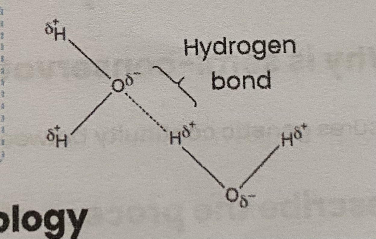 <ul><li><p>water is a <strong>polar </strong>molecule </p></li><li><p>slightly negatively charged oxygen atoms <strong>attract </strong>slightly positively charged hydrogen atoms of <strong>other water molecules </strong></p></li></ul><p></p>