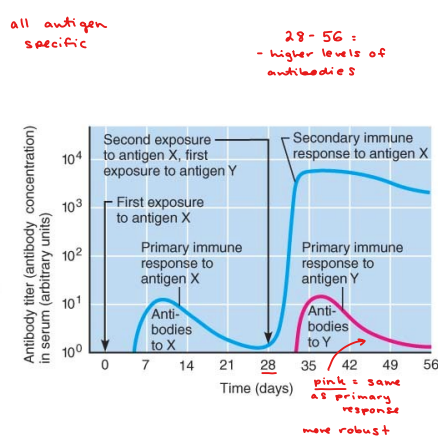 <ol><li><p>stronger (higher antibody level)</p></li><li><p>faster (no lag)</p></li><li><p>longer-lasting (levels elevated longer)</p></li></ol><p></p>