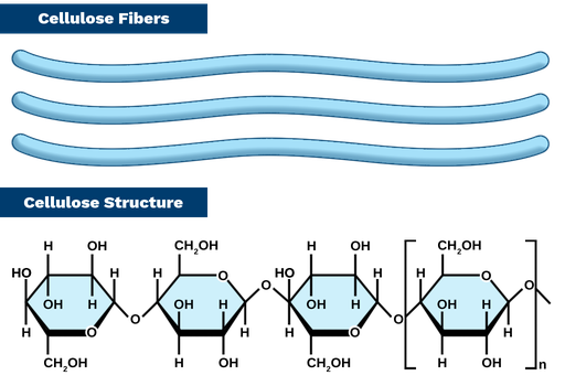 <p>OH is above the ring so to form 1,4 glycosidic bond hydroxyl groups point in different directions. So when molecules of cellulose formed, every second beta glucose molecule flips.</p>