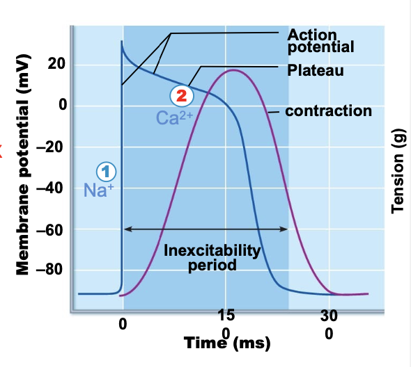 <p>depolarization causes SR to release calcium and calcium channels also open allowing influx. calcium allows for contraction and calcium bursts prolong depolarization.</p>