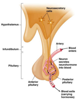 <p>vasopressin and oxytocin</p>