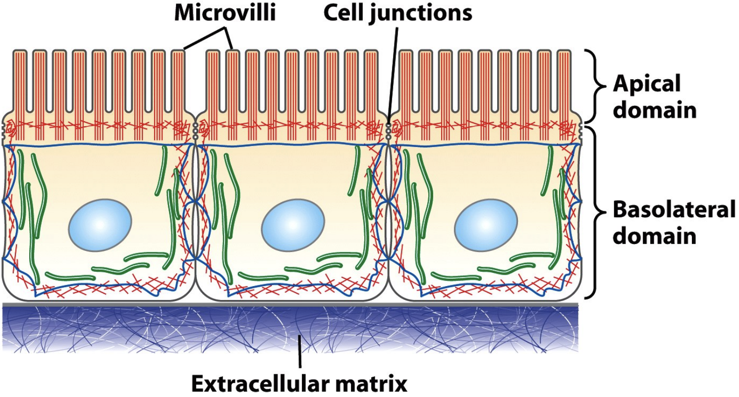 \
* Cell-cell adhesion
* 3 epithelial cells undergo adhesions with each other and with the matrix
* Desmosomes are a cell-cell interaction (the sides) and those adhesions are linked to IF inside the cells
* Hemi-desmosomes are connections between the bottom of the cell and the extracellular matrix, linked to IF in the cell
* Gives structural integrity by attaching to matrix and prevents cells being ripped apart