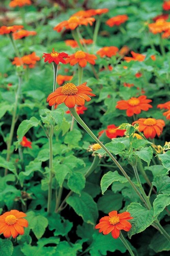 <p>Mexican Sunflower (Asteraceae)</p>