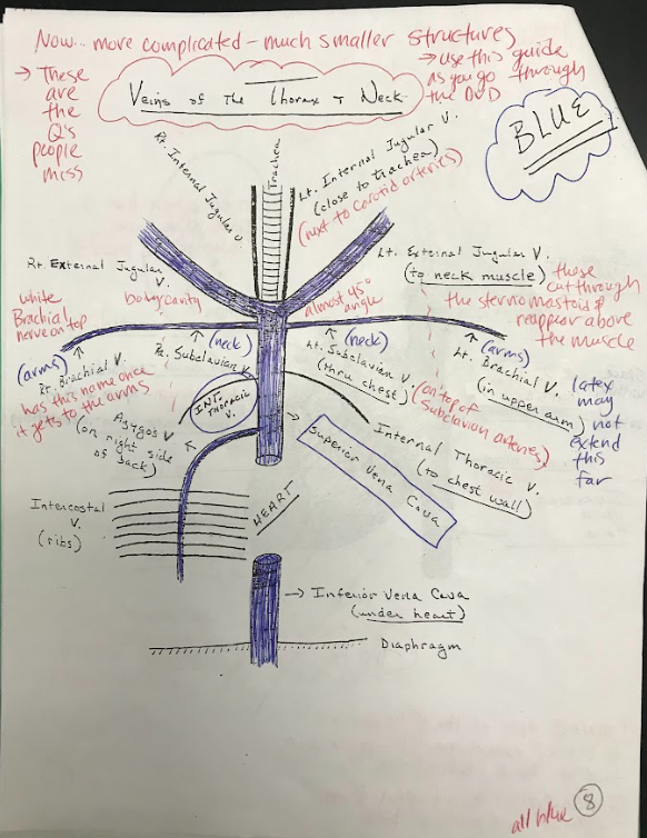 <p>The inferior vena cava is a large vein that carries deoxygenated blood from the lower body to the right atrium of the heart.</p>