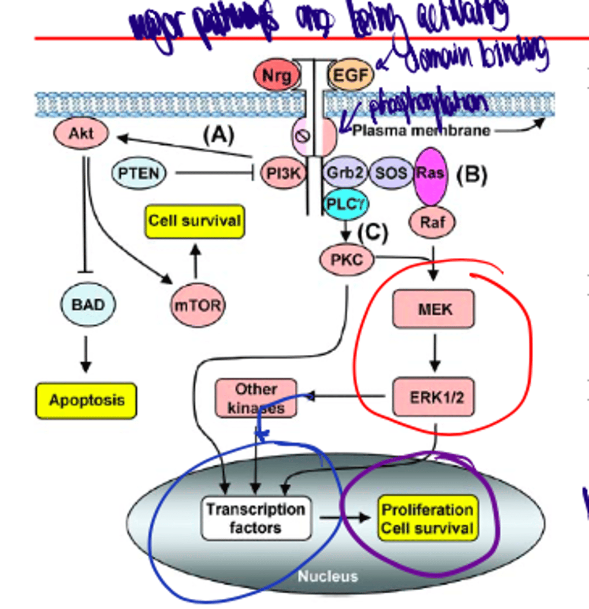 knowt flashcard image