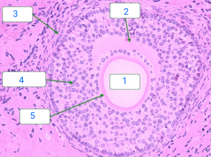 <p>5 </p>