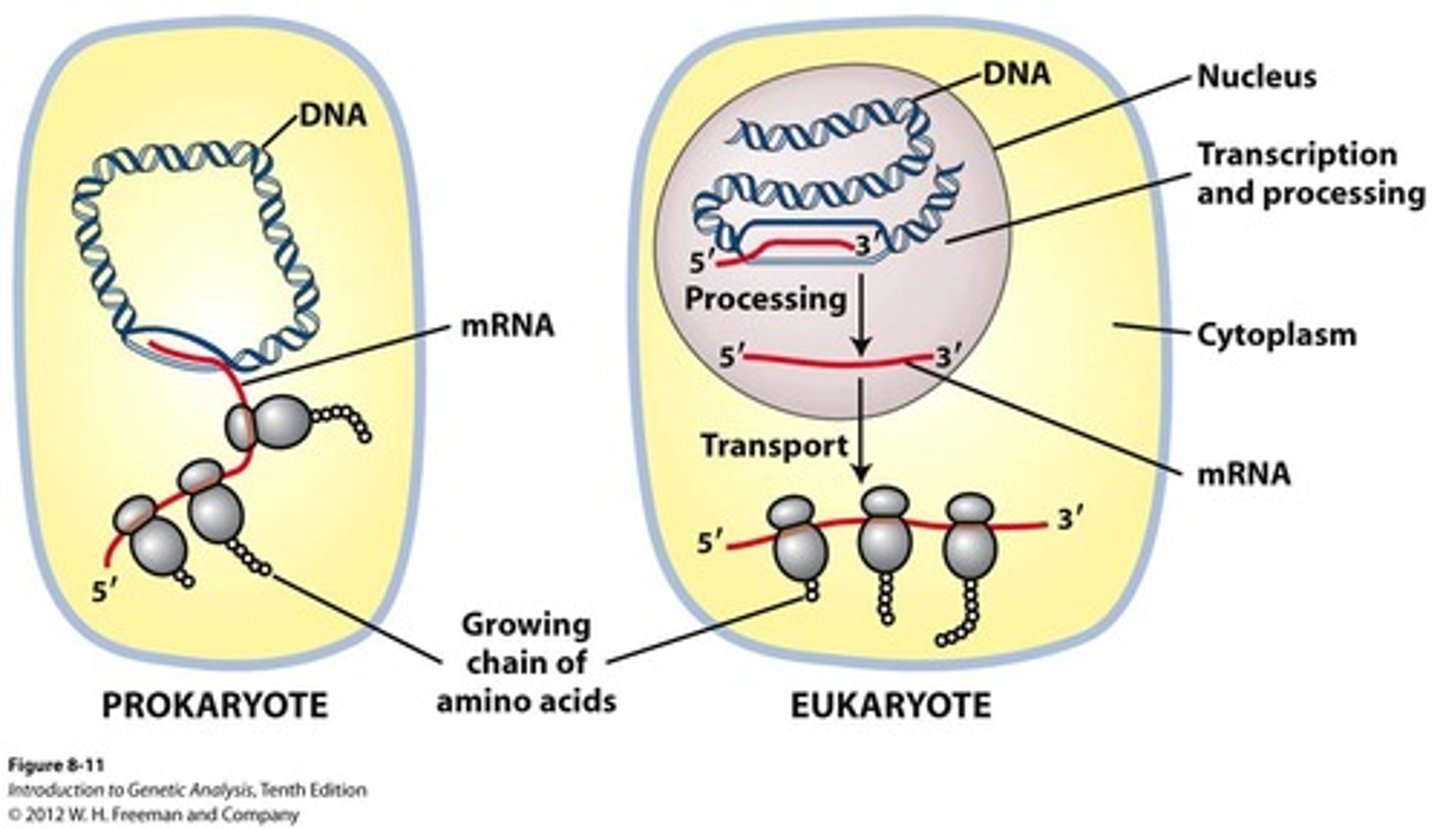 <p>Eukaryotes: transcription and translation take place in different cellular compartments: transcription takes place in the membrane-bounded nucleus, whereas translation takes place outside the nucleus in the cytoplasm. </p><p>Prokaryotes: the two processes are closely coupled in the cytoplasm and occur simultaneously</p>