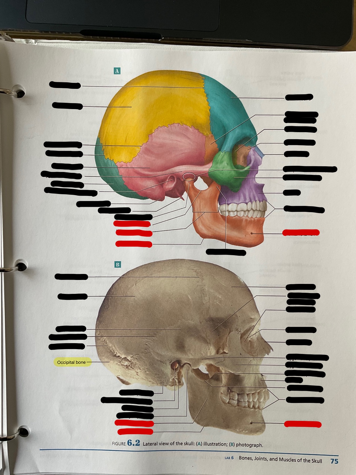 Occipital