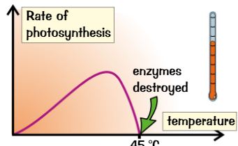 <p>Usually if temp is a limiting factor because? If the plant is too hot?</p>