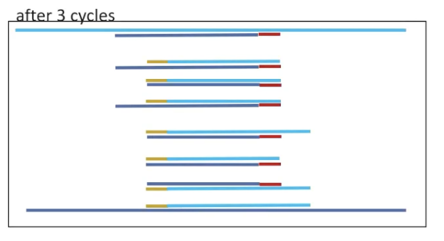 <p>products appear that are exactly the distance from one primer to the other — the specific amplified region.</p>
