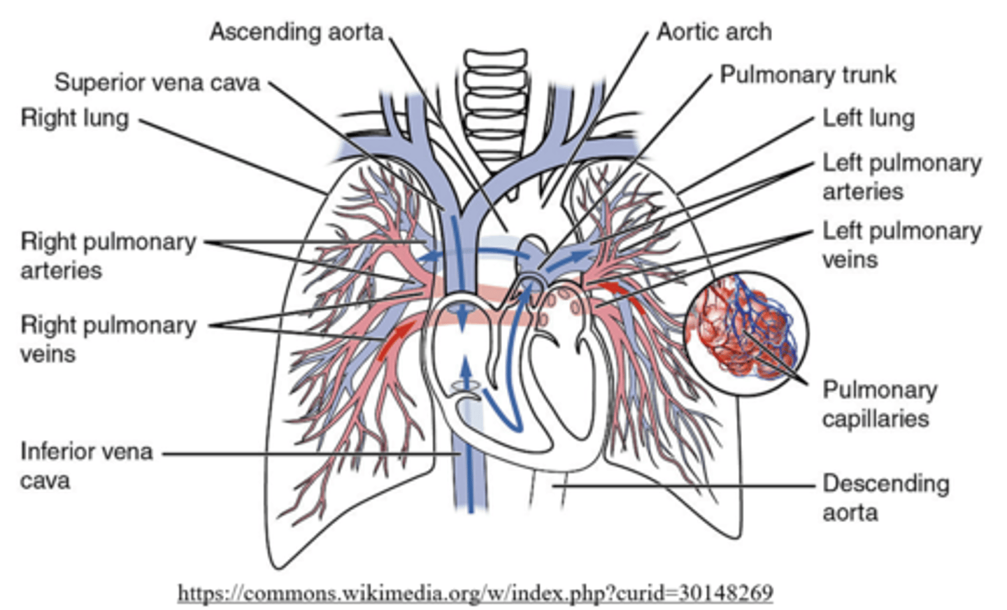<p>vena cava --> right atrium --> tricuspid valve --> right ventricle --> pulmonary semilunar valve --> pulmonary arteries --> lung --> pulmonary veins --> left atrium</p>