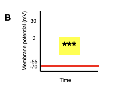<p>B</p>
