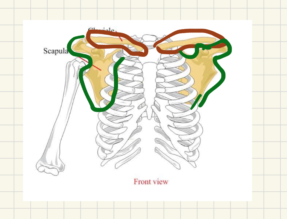 <p>The pectoral girdle helps</p>