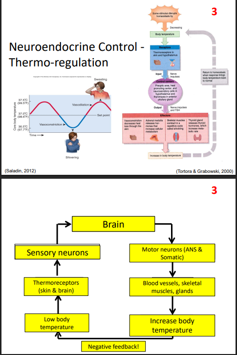 <p>DIAGRAM ON SLIDE 28 and 29</p>