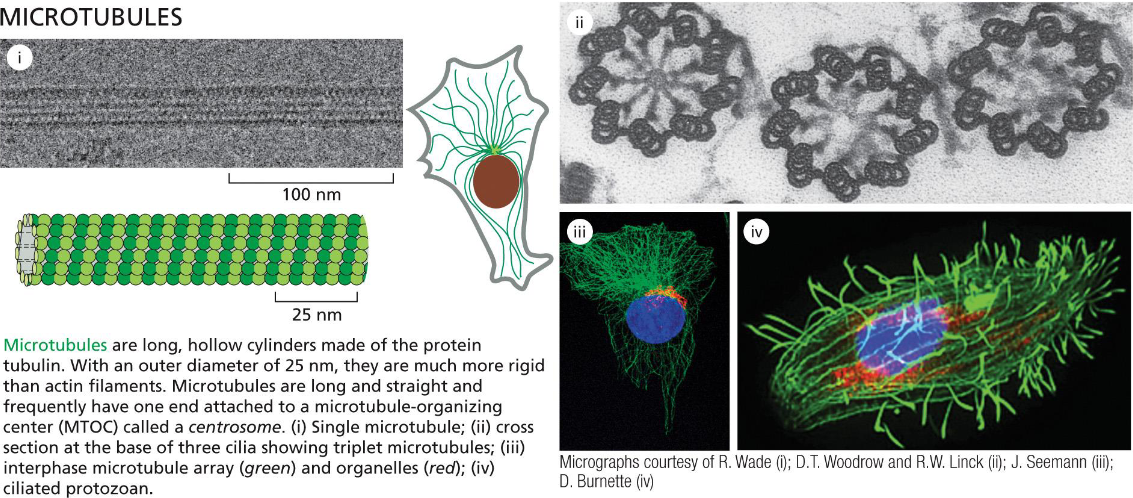 <p>Dynamic or Stable</p><p>Microtubules form the mitotic spindles and cilia that function as motile whips or sensory devices. Microtubules also determine the position of organelles and direct intracellular vesicle transport. In protozoans, microtubules form the framework upon which the entire cell is built (movie 16-4)</p>