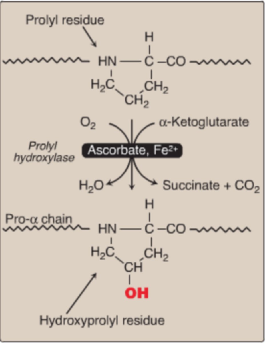 <p>Proline + O2 + Ascorbic Acid (Vit. C) + a-Ketoglutarate</p>
