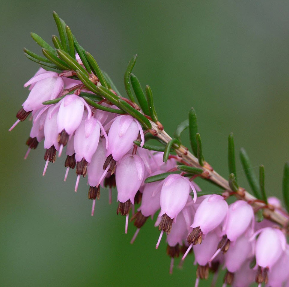 <p>Winter Heath</p>