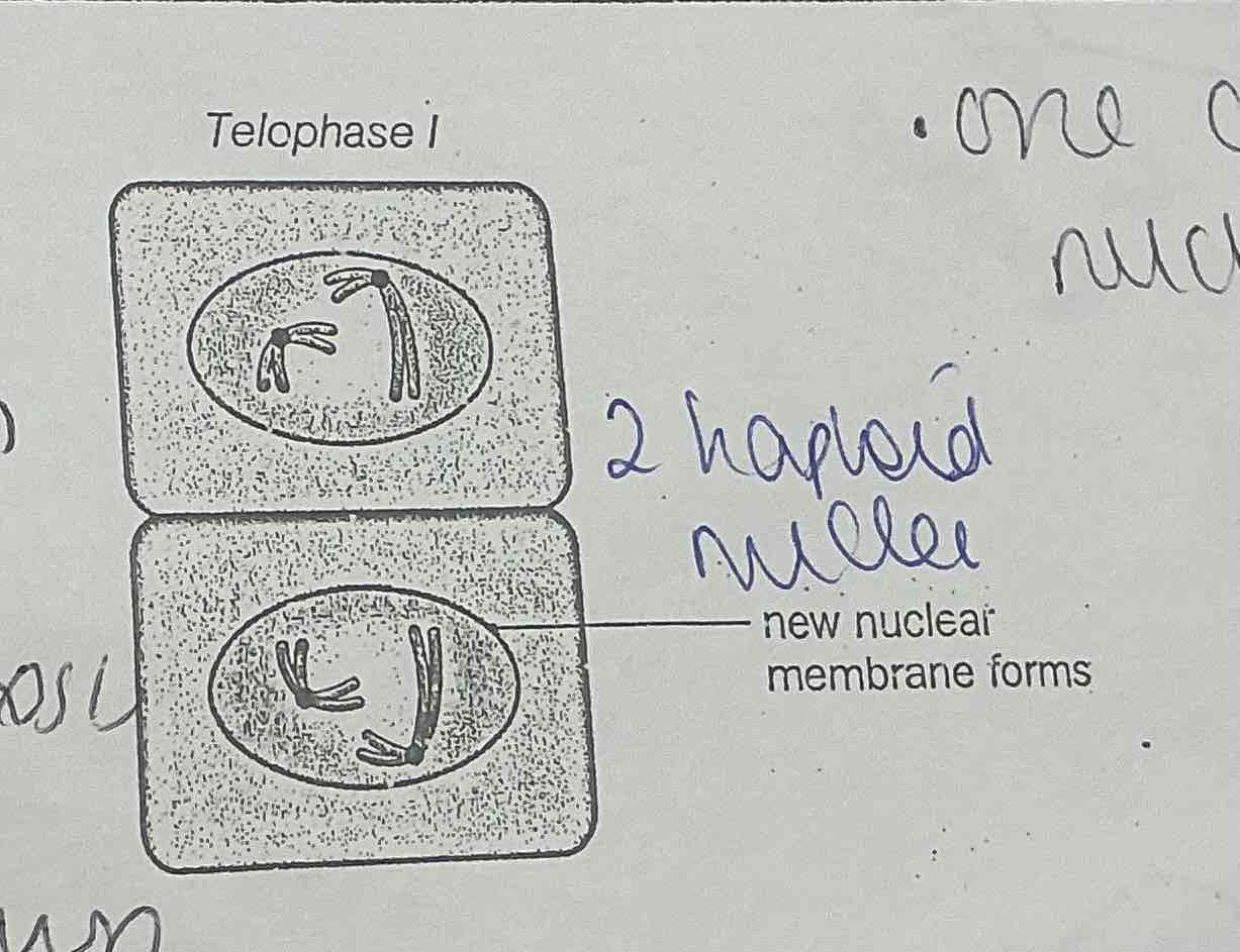 <p>What happens during TELOPHASE 1 in MEOSIS?</p>