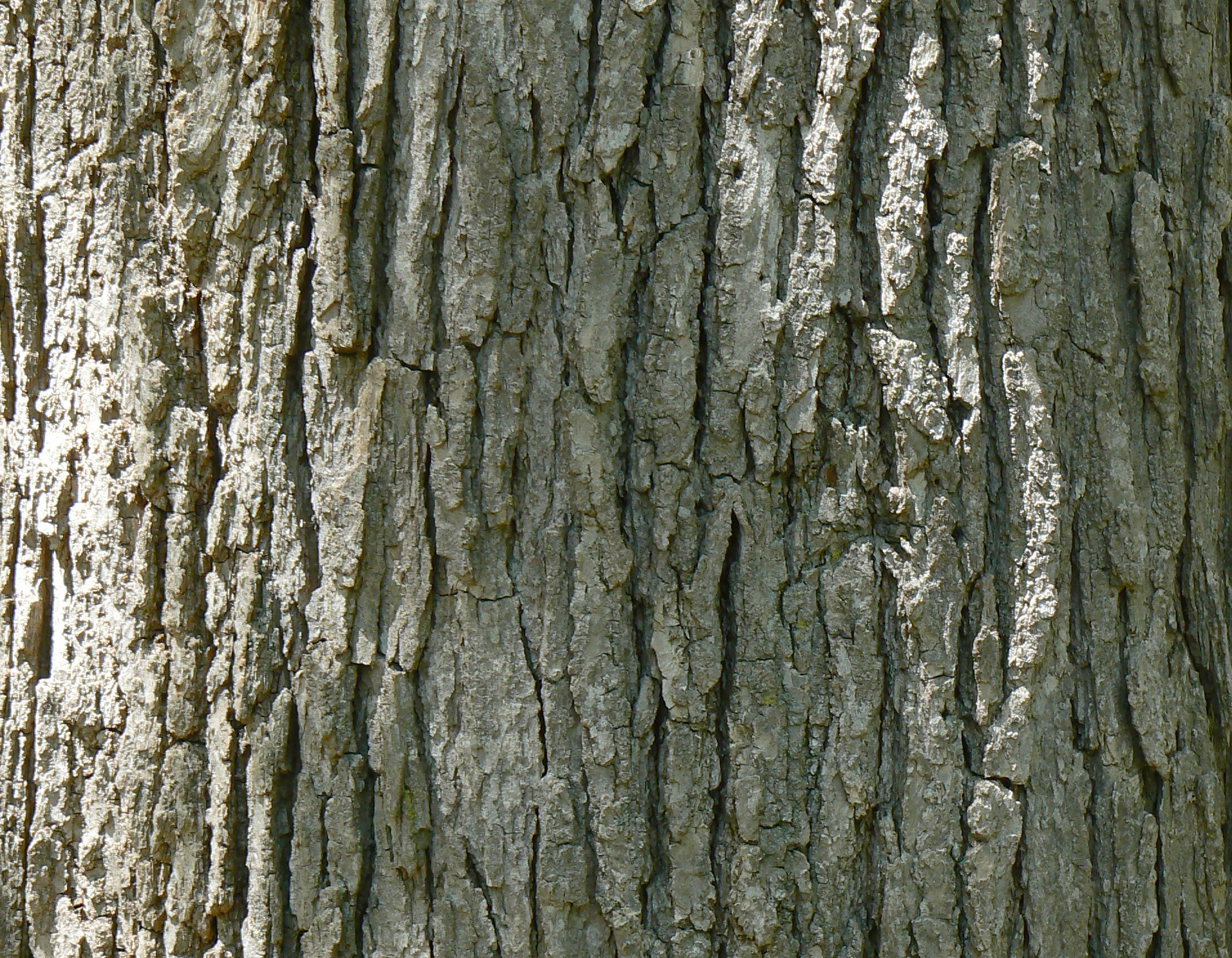 <p>swamp white oak, Quercus bicolor, Fagaceae</p>