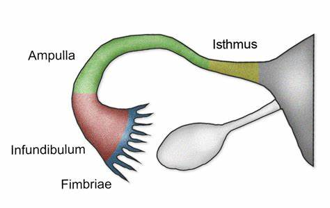<p>B. ampulla of the uterine tube</p><p>! Fertilization normally takes place in the ampulla of the uterine tube.</p><p>!This is the middle segment of the uterine tube, and it is the longest and widest segment</p><ul><li><p><strong>infundibulum</strong> is the funnel-shaped opening with fimbriae that capture the ovulated egg but is not the usual site of fertilization</p></li><li><p><strong>isthmus</strong> is the narrow section closer to the uterus and is primarily a passage for the fertilized egg</p></li><li><p><strong>uterine lumen</strong> is where the fertilized egg implants, not where fertilization occurs</p></li><li><p><strong>cervical canal</strong> is the passage between the vagina and the uterus, not involved in fertilization</p></li></ul><p></p>