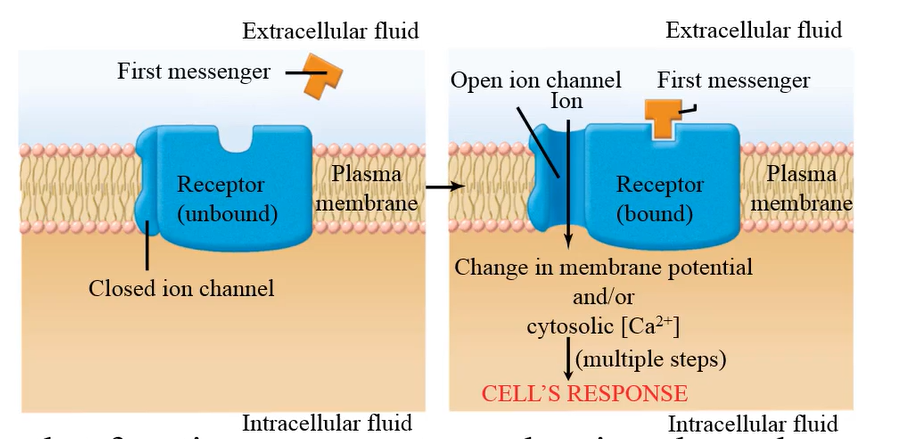 <p>What receptor (a protein) has a receptor component with binding sites for a chemical messenger and an ion channel component. It is one protein that functions both as a receptor and an ion channel?</p>