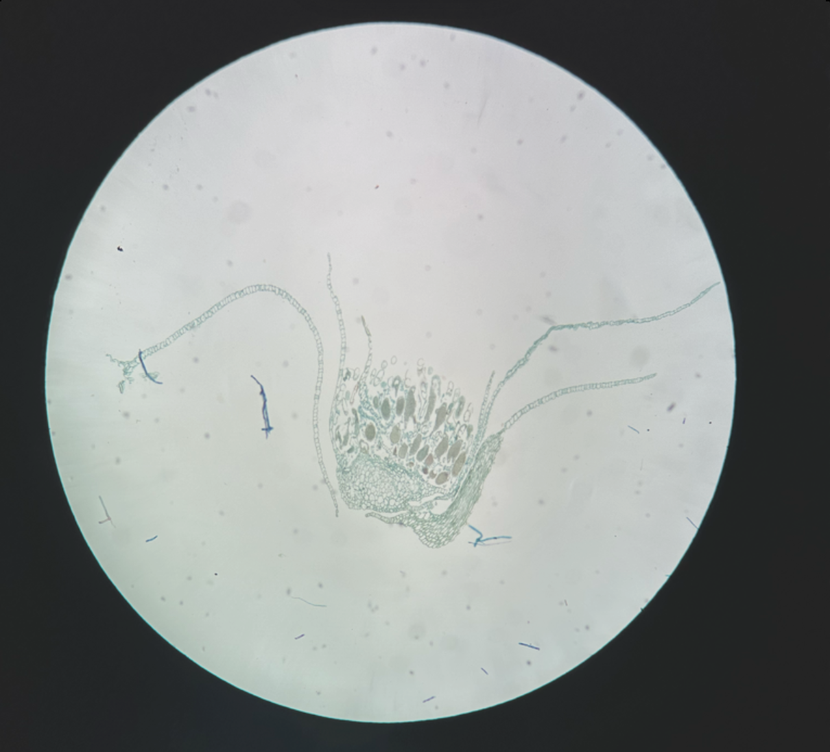 <p>gametophyte</p>