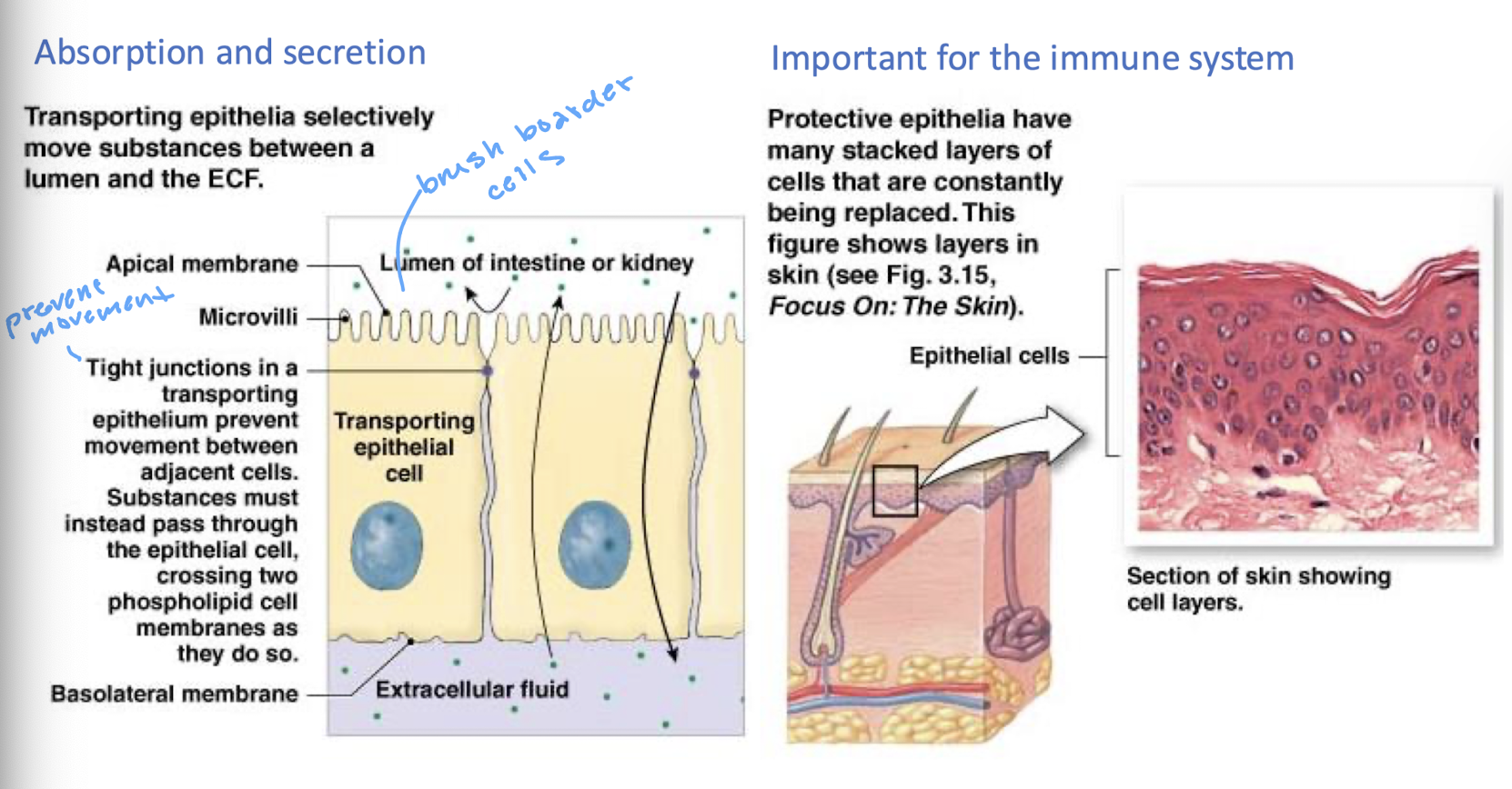 <ul><li><p>the barrier to and allow for exchange with the internal environment</p></li><li><p>absorption and secretion</p></li><li><p>important for the immune system</p></li></ul><p></p>