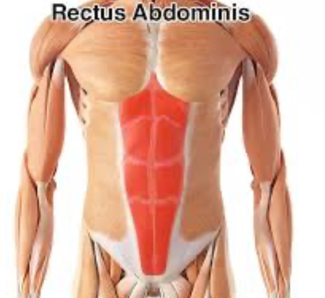 <ul><li><p>Muscles that run vertically along the front of abdomen</p></li><li><p>Responsible for flexing the trunk ( bending forward compressing abdominal cavity assisting with breathing by helping to control diaphragm</p></li></ul><p></p>