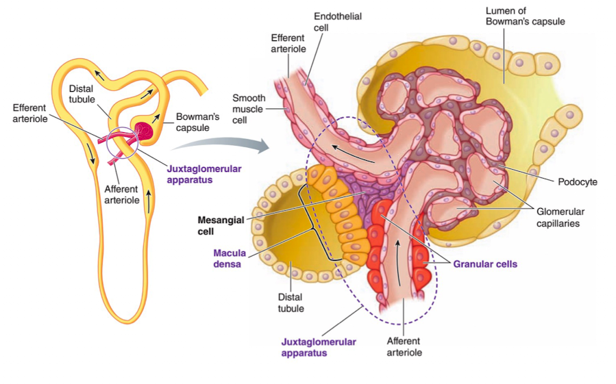 <ul><li><p>involves the juxtaglomerular apparatus</p></li><li><p>allows the tubule of a nephron to monitor the rate of fluid movement and make adjustments to GFR to maintain appropriate flow</p></li></ul><p></p>