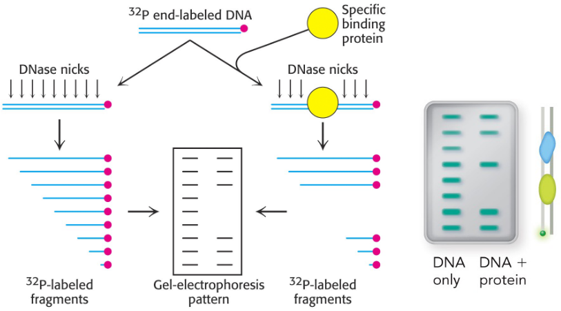 <p>where does this molecule bind to DNA?</p><p>DNAse randomly cutes DNA but can’t cut where DNA is bound → white space on gel</p><p>concentration dependent: 50% concentration = Ka</p>