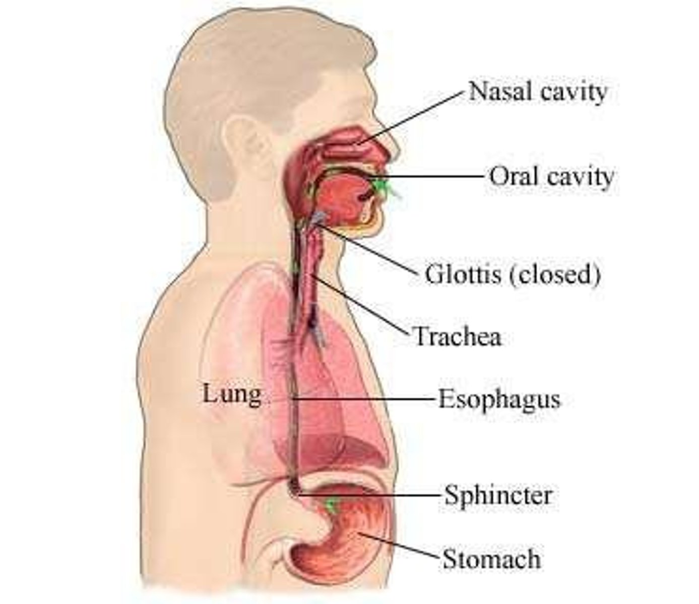 <p>Prevents reflux of gastric contents</p>