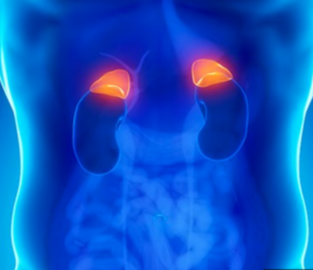 helps trigger fight or flight response
