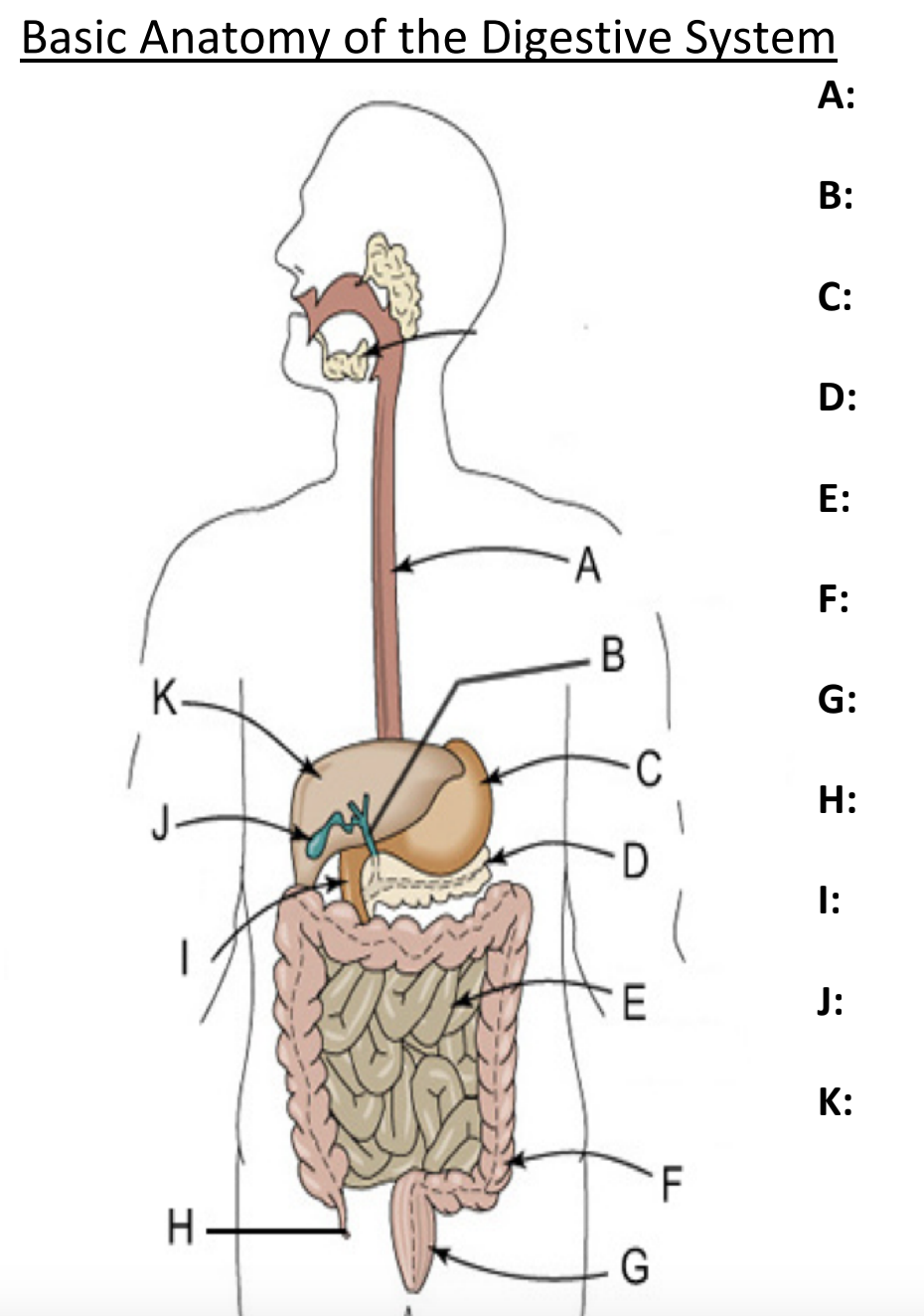 <p>Label this image</p>