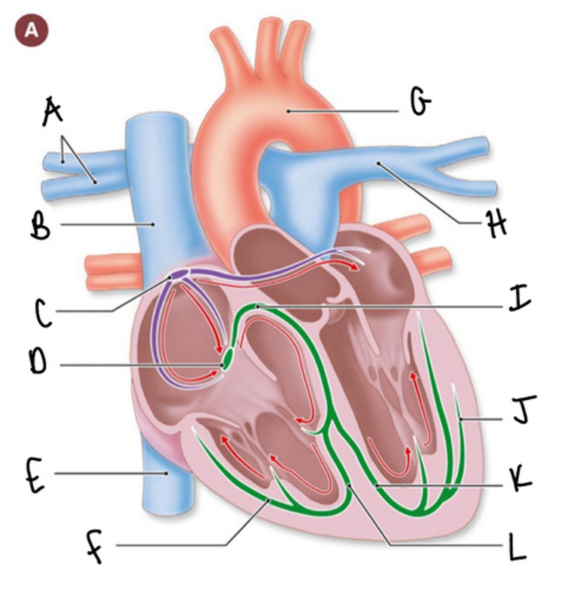 <p>label this diagram</p>
