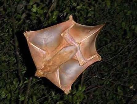 <p>What are the gliding membranes in Dermoptera (flying lemurs) called?</p>