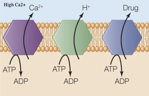 Uses energy stored in ATP to move molecule/ion against concentration gradient