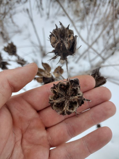 <p>6 or more bracts, 5 styles. simple leaves, calyx and lower leaf stellate-pubescent, flowers white to light pink</p>