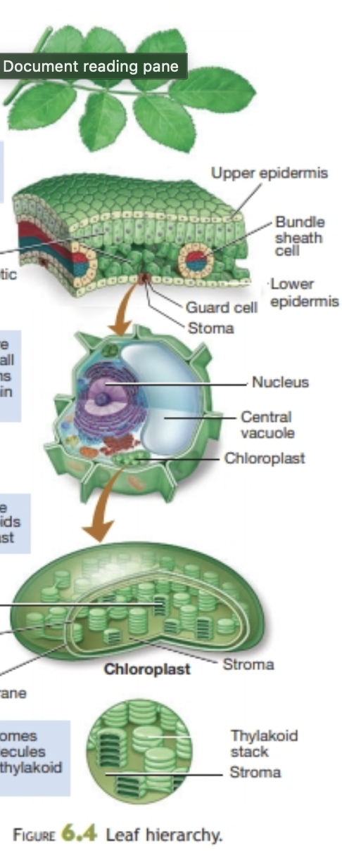 knowt flashcard image