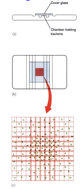 <p><span><span>The number of cells under the big square is counted (in practice, several squares are counted and the numbers are averaged). Because the volume under the grid is known (e.g., 10</span><sup><span>-4</span></sup><span> mL), this value can be converted to the number of cells per mL. The chamber holds a specific volume under square grids. The counting chamber provides Instant measurements; it counts live and dead cells. It is not a good method for cell suspensions of low density (<106 cells/mL), and motile cells must be immobilized. If the cells are lysed, you can distinguish live from dead cells. The number of cells per square decreases at low density. </span></span></p>