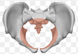 <p>what kind of pelvis is this? </p>