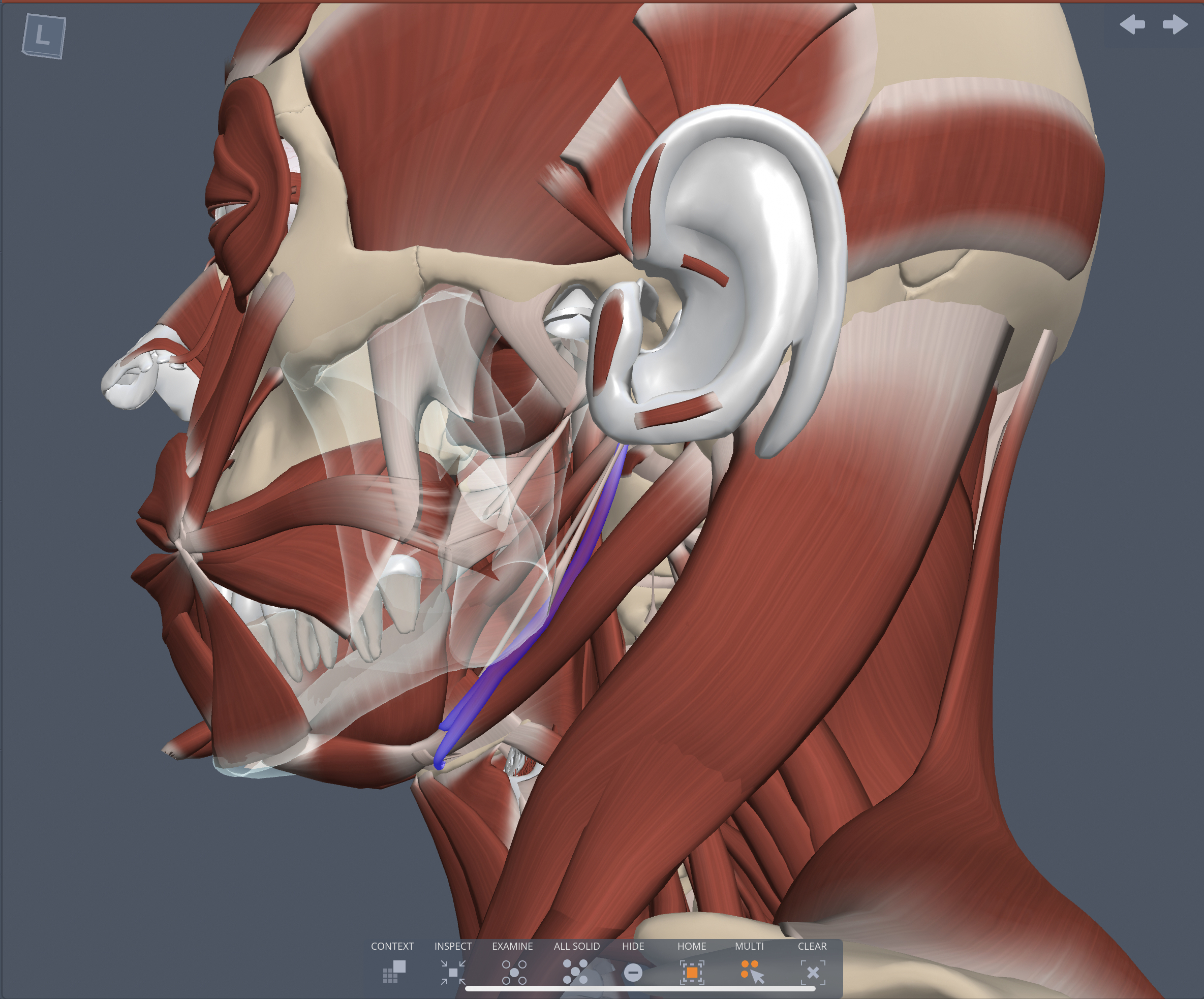 Action of Stylohyoid muscle