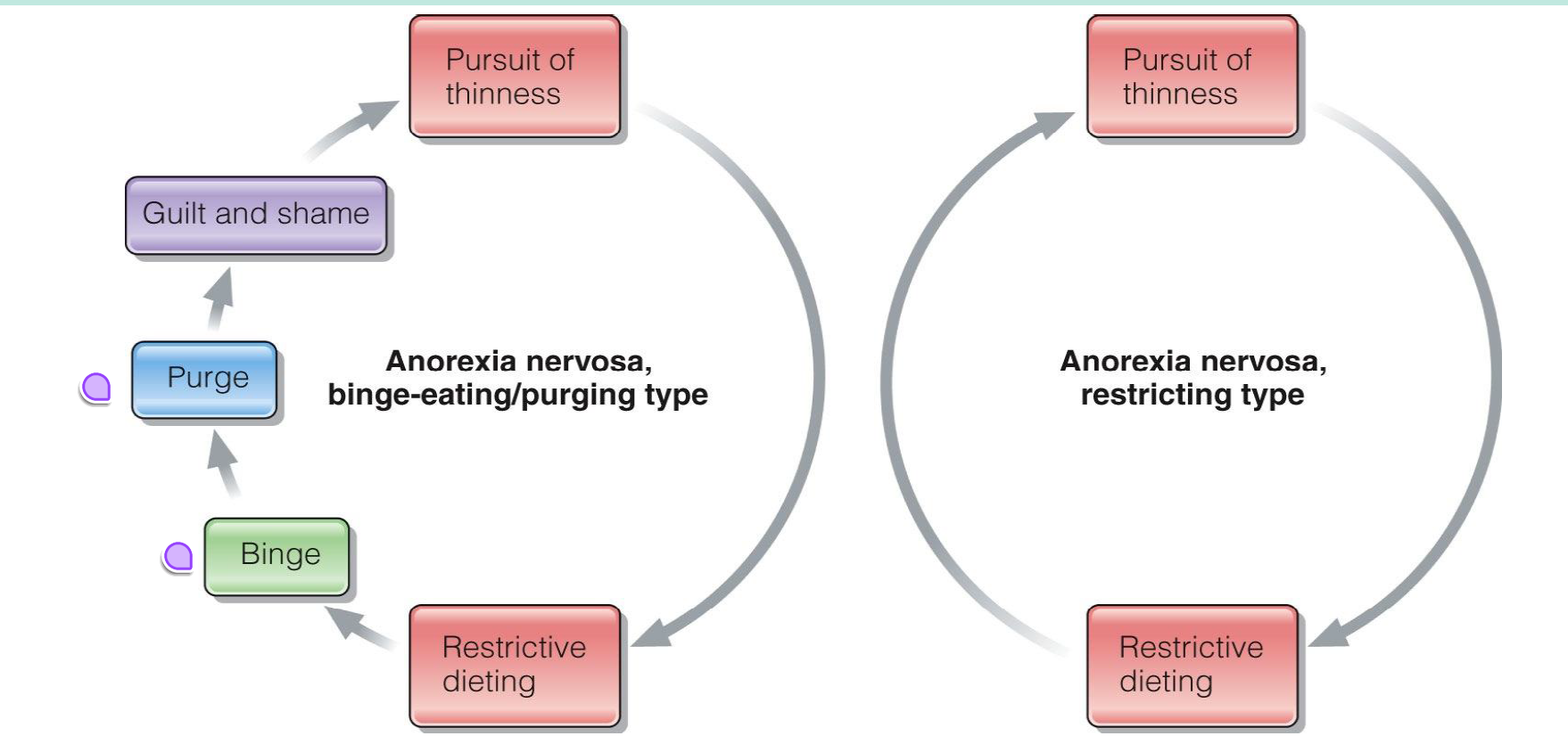 <p>one does not have a purge/binge, one does </p><p></p>